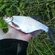Silver Bream