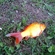 Tilapia