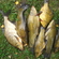 Tench