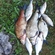 Carp bream