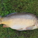 Carp