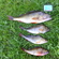 Eurasian perch
