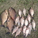 Carp bream