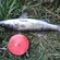 Pike perch