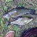 Tench