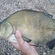 Carp bream