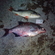 Eurasian perch