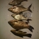 Crucian carp