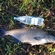 Carp bream