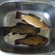 Tench