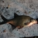 Carp bream