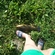 Tench