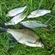 Carp bream