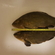 Tench