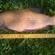 Tench