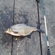 Carp bream