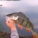Eurasian perch