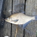 Carp bream