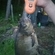 Carp bream