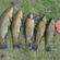 Tench