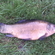 Tench