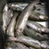 Ocean Trout