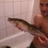 Pike perch