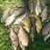 Tench