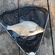 Carp bream