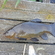 Tench