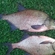 Carp bream