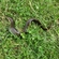 European eel