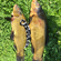 Tench