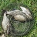 Carp bream