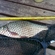 Carp bream