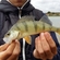 Eurasian perch