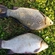 Crucian carp