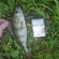 Eurasian perch