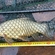 Tench