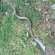 European eel