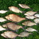 Carp bream