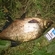 Carp bream