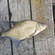 Carp bream
