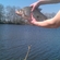Carp bream