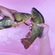 Tench