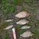 Crucian carp