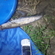 Wels catfish