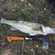 Pike perch