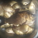 Crucian carp