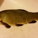 Tench